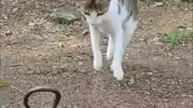 Funny cat and snake fight! funny video! #shorts #short #funny #fun #trend