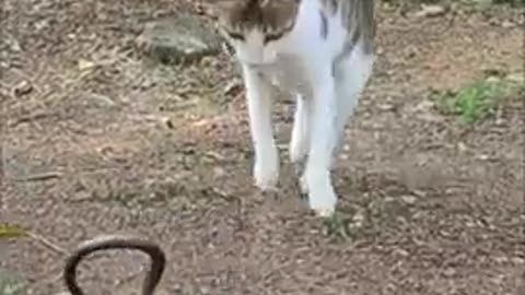 Funny cat and snake fight! funny video! #shorts #short #funny #fun #trend