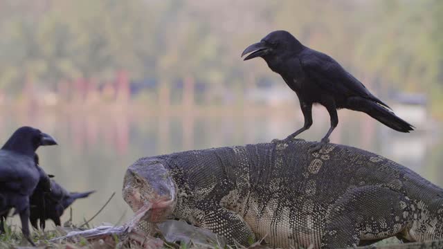 Crows disturb a komodo dragon eating a fish