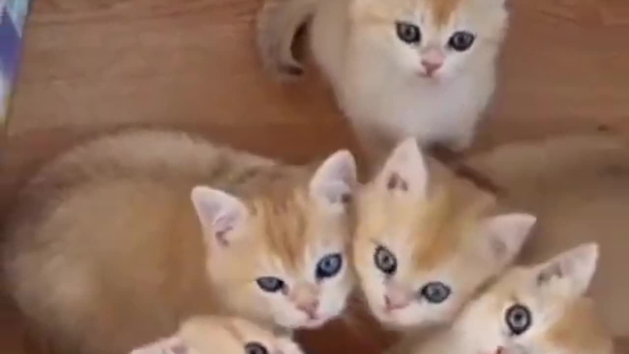 Cute Cats 😸 Cat Videos Compilation 😻 Funny Cats #shorts #cats