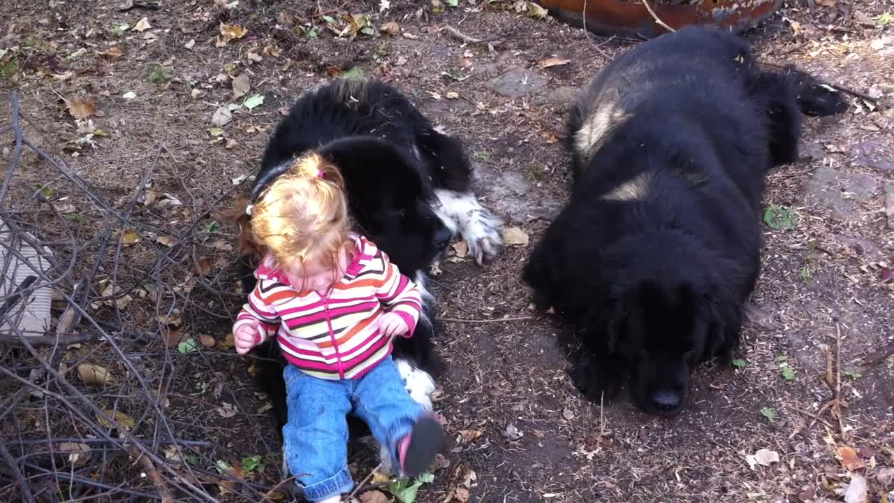 Toddler hangs out with her two giant Newfoundlands