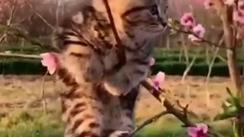 cute cat in the tree