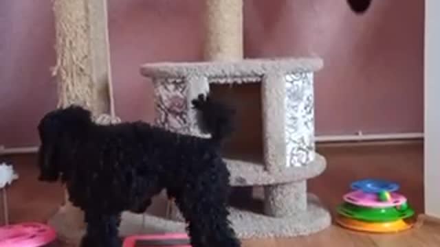 when a poodle is bored