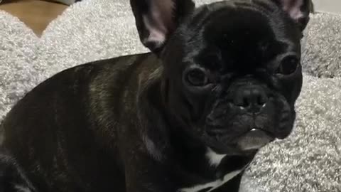 dog head tilt (French bulldog)