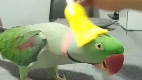 Parakeet Enjoys Brush Massage