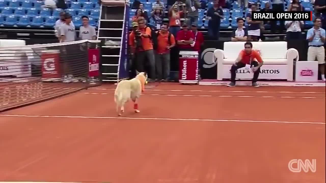 Street dogs retrieve balls during tennis tournament