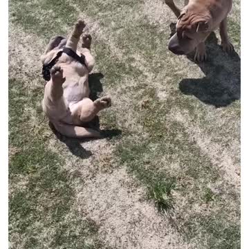 Rumble at the park