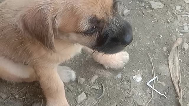 Found cute crying puppy searching for mother 😭