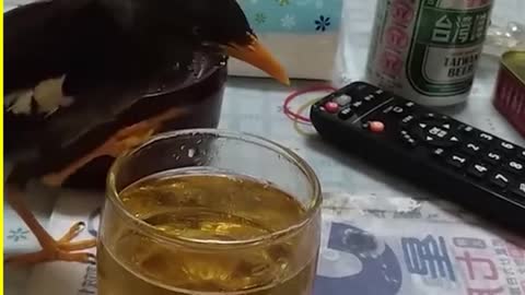 Cute Birds and Humans doing funny things together