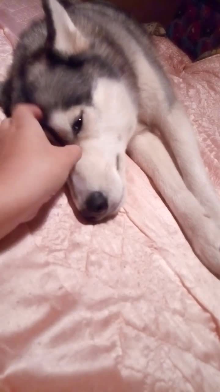 Vocal husky yells at owner for more scratches