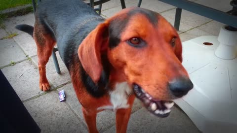 Dogs eating radishes - Ari Summer 2014