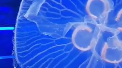 JellyFish amazing