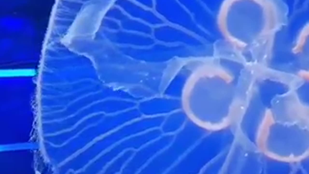 JellyFish amazing