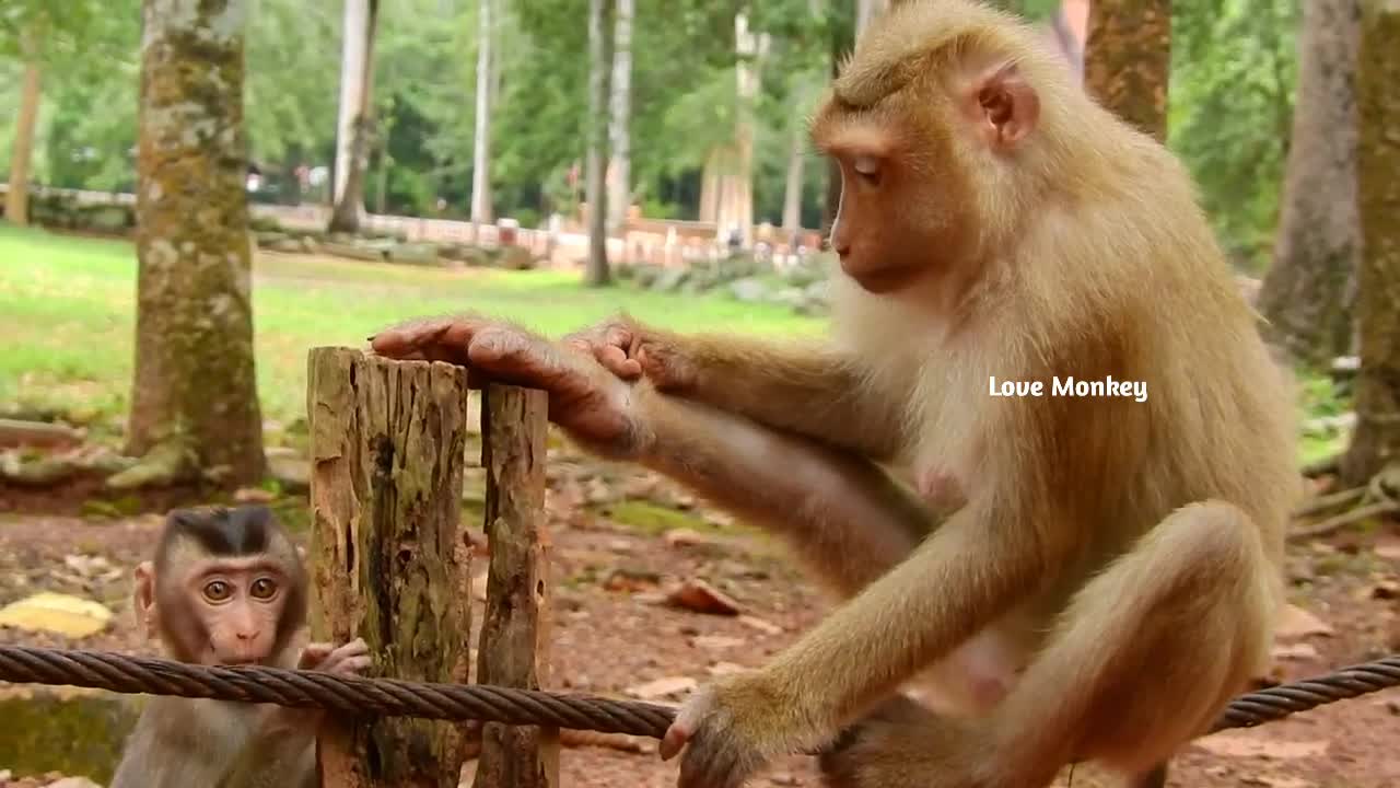 Big Monkey Baby Monkey Video||Baby Monkey Comedy Funny Video||Baby Monkey Funny Fight Video