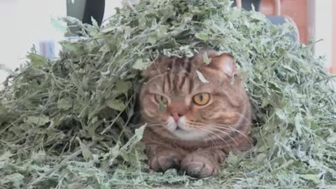 Catnip Room of Danger!