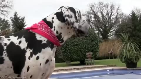 AGGRESSIVE DALMATIAN