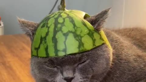 The cat wear a hat made by watermelon