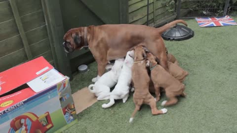 mom feeds her puppies