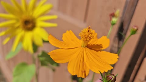 Dwarf Sunflowers & Fiery Orange Cosmos Blooming