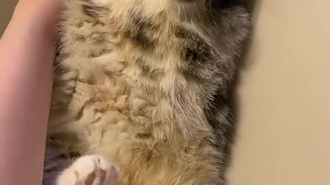 Cute cat videos