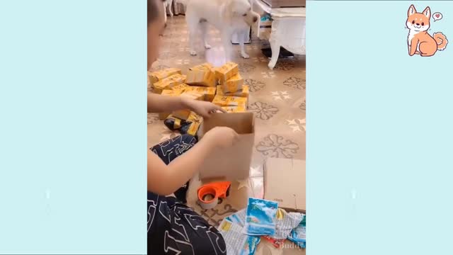 Cutest video ever of puppies and Smart Dogs