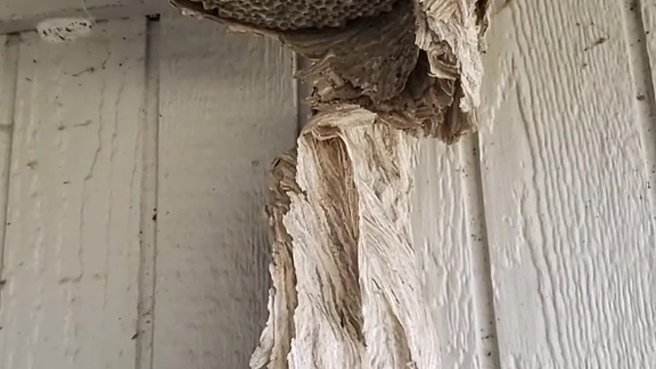 Wasp nest parable