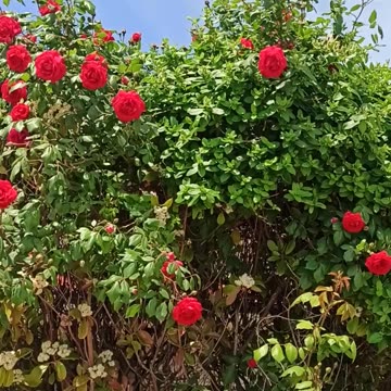 Red roses hedge