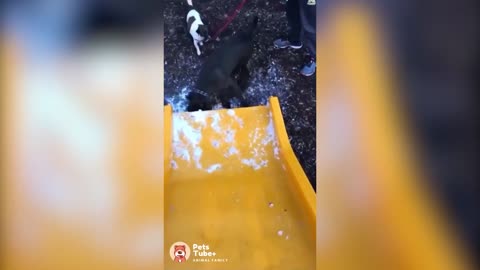 Dog Fails Videos | Pets Tube | Funny Dogs