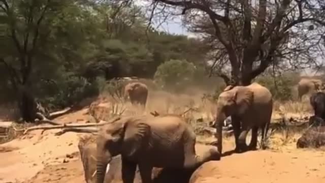 Momma elephant teaching son !!! funny... hehe