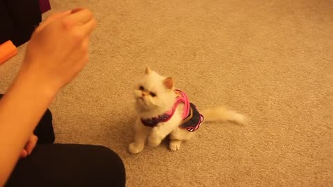 Cat training: Lola learns basic commands