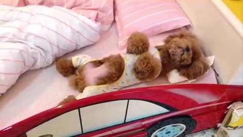 by Dogs - Cute and Funny Dog Videos Compilation #8 _ Aww Animals