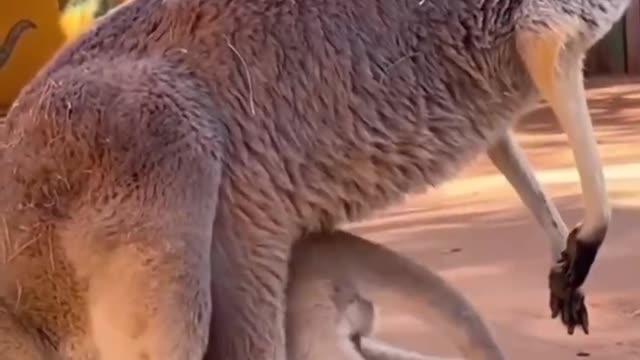 The baby kangaroo has grown up, still want to put back in the mother's bag