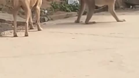 A funny Dog with Monkey