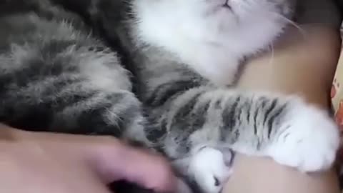 Lovely cat wanna sleep on her owner,s hand