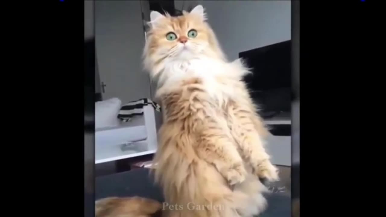 Cute cat and dog