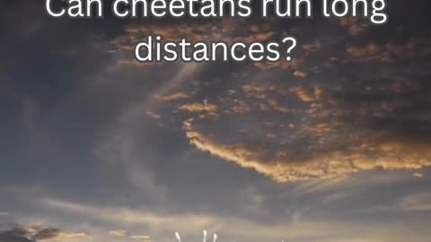 Cheetah Fact 7 - Can cheetahs run long distances?