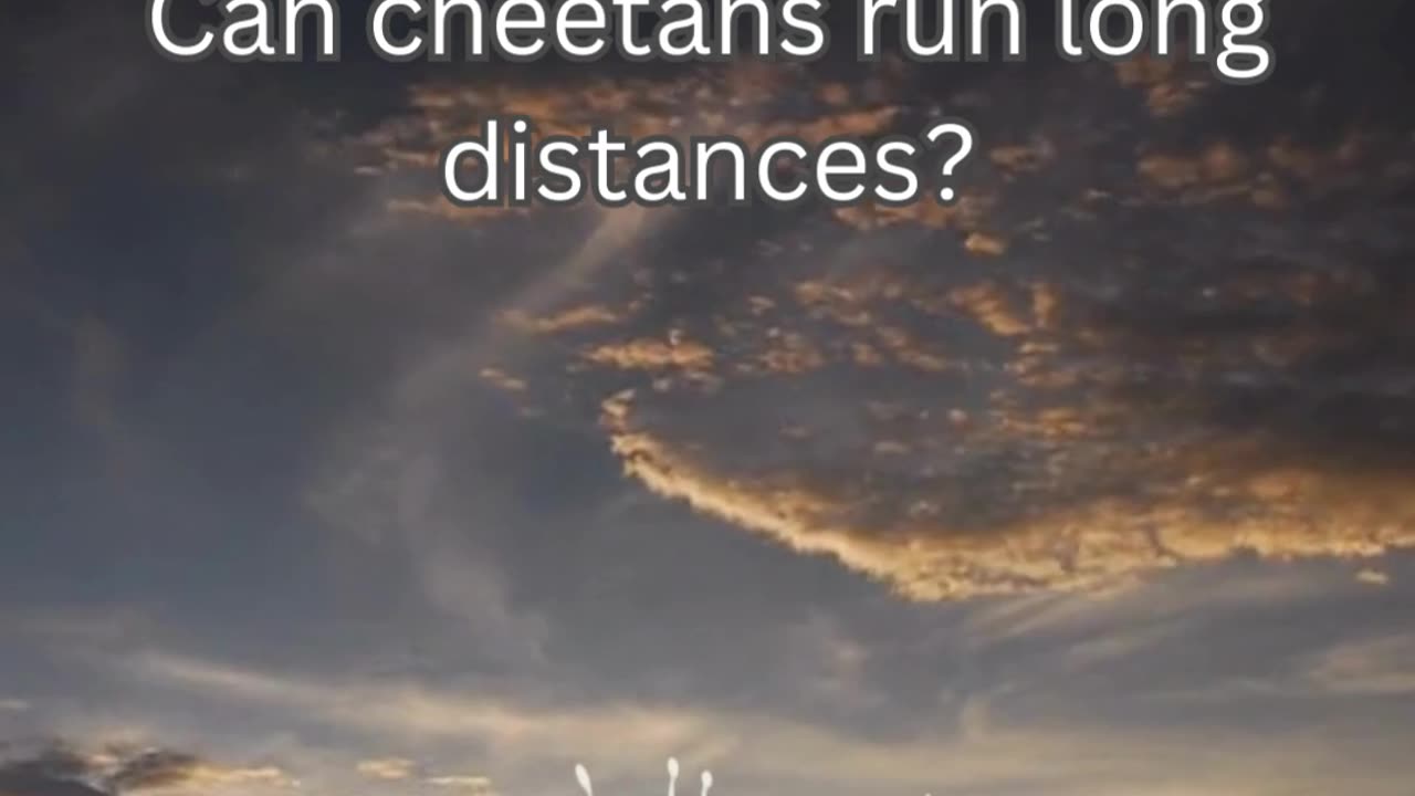 Cheetah Fact 7 - Can cheetahs run long distances?