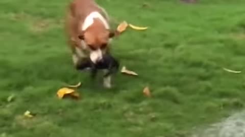 Mother Dog Moves Wet Pups