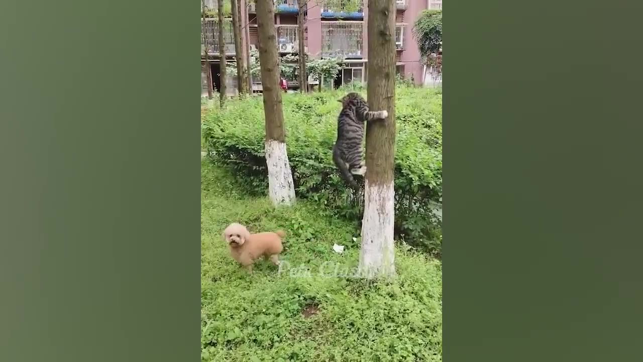 You Laugh You Lose 😂 Funniest Cats and Dogs 2023 😻🐶 Part 1