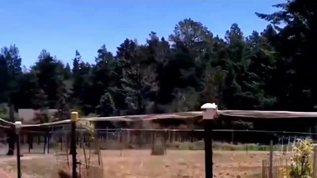 funny animal videos 2022 π - best dogs and cats videos πΊπ #13 - animal network animal network