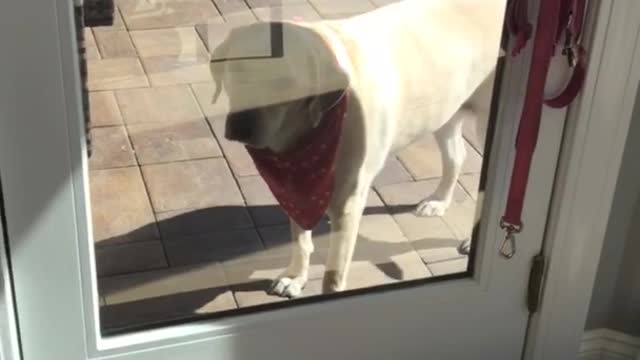 Dog opens door at beachhouse