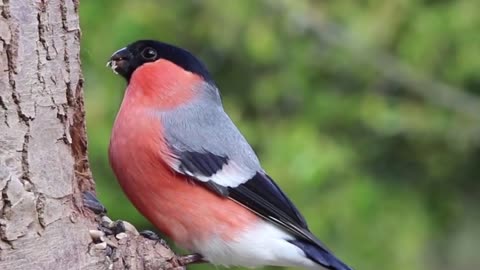 Singing birds in the forest