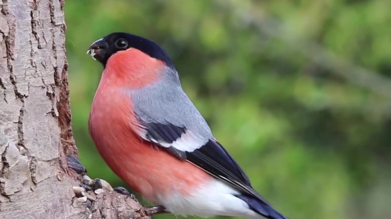 Singing birds in the forest