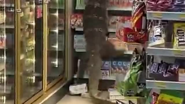 Funniest ANIMAL FAILS IN 1 Minute!_batch