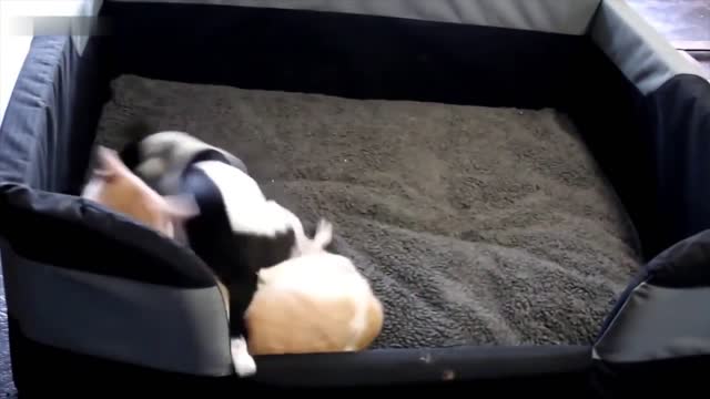 CATS PLAYING WITH DOGS