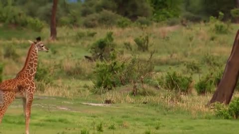 Giraffe kick five lion to save baby