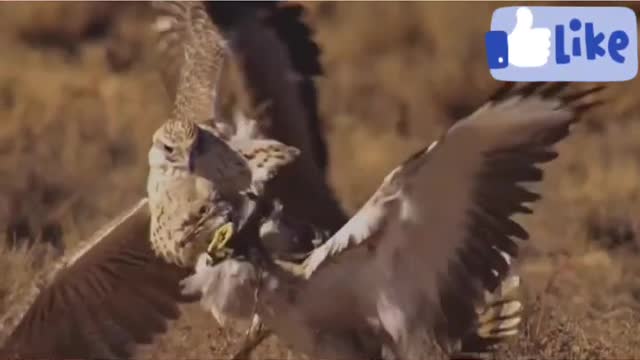 Falcon: Fastest Hunter in Bird Family || Falcon Vs Houbara Bustard || Best of Peregrine Falcon Chase