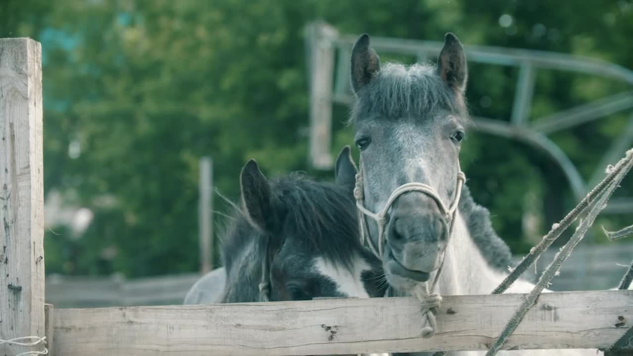 Two horses behind the fence