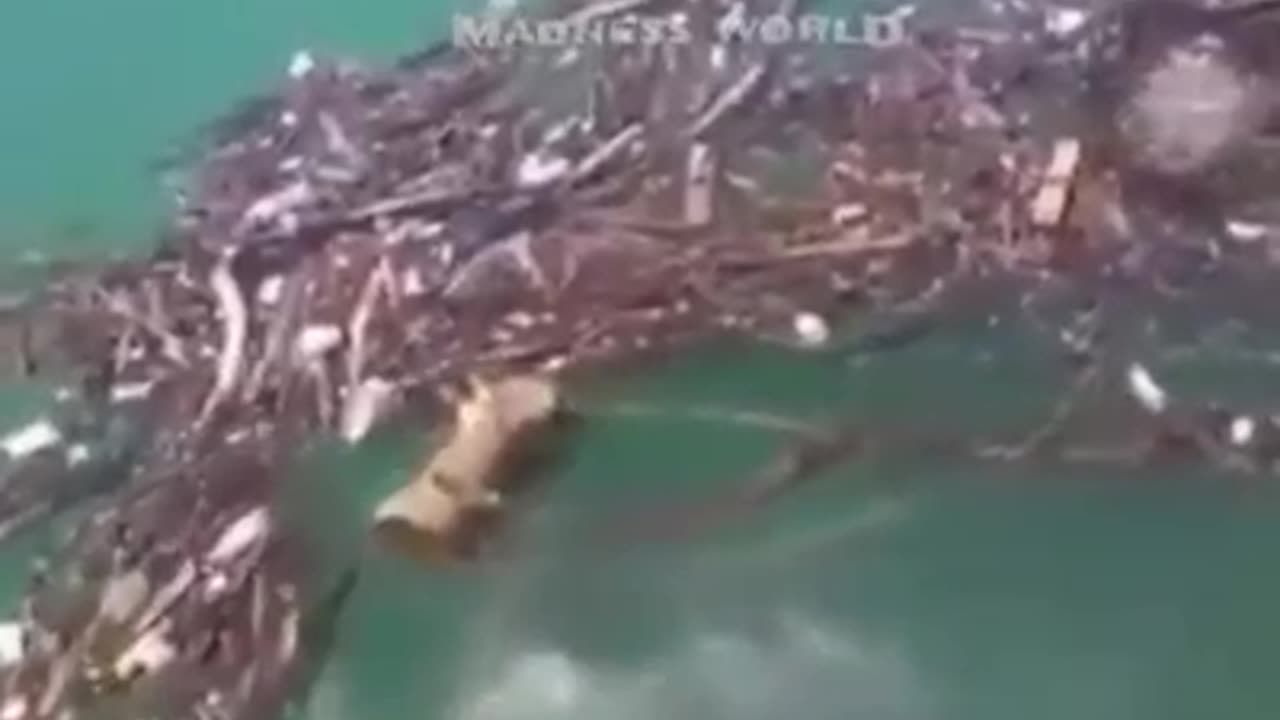 Dumb Goyim tries to save drowning dindunufin.. but he gets taken down by him..