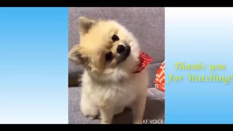 Cute funny video part 1